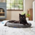 Frisco Self-Warming Bolster Kitten Bed, Gray