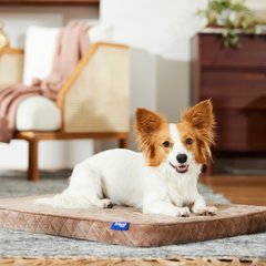 Frisco Quilted Orthopedic Pillow Lounger Cat & Dog Bed with Removable Cover, Beige, Medium
