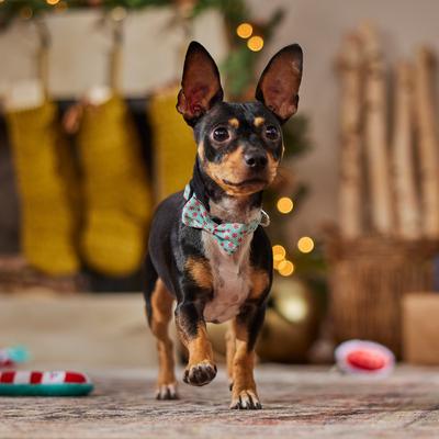 Show full view: Frisco Christmas Peppermint Print Dog Collar with Removable Bow, XS: 8 to 12-in neck, 5/8-in wide slide 6 of 10