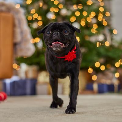 Show full view: Frisco Christmas Velvet Dog Collar with Removable Gift Bow, S: 10 to 14-in neck, 5/8-in wide slide 6 of 10