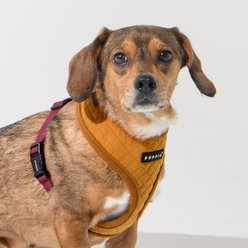 Puppia Irvin Over-The-Head Adjustable No-Pull Dog Harness, Mustard, Medium slide 2 of 4