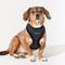 Show in main carousel: Puppia Douglas Over-The-Head Adjustable No-Pull Dog Harness, Black, X-Large slide 3 of 4