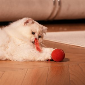 Cheerble WIcked Ball Duo2 Bird Chirping Interactive Cat Toy, Red