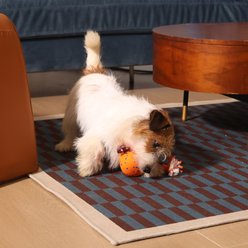 Cheerble Wicked Ball Rolly Automatic Rotating Dog Toy, Orange slide 2 of 9