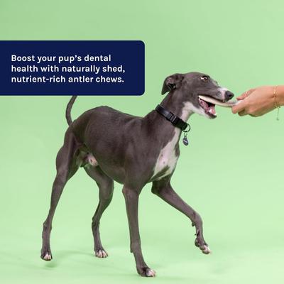 Show full view: Good Trouble Deer Antler Whole Dog Treat, Large slide 5 of 6