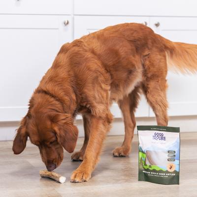 Show full view: Good Trouble Deer Antler Whole Dog Treat, Medium slide 6 of 6