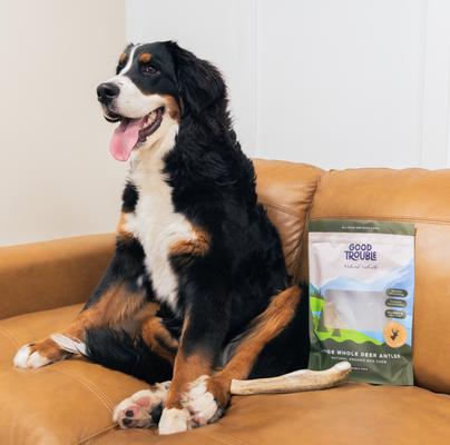 Show full view: Good Trouble Deer Antler Whole Dog Treat, Large slide 6 of 6