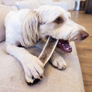 Good Trouble Elk Antler Split Dog Treats, Small, 2 count