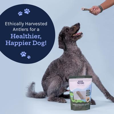 Show full view: Good Trouble Elk Antler Whole Dog Treats, Medium, 2 count slide 7 of 8