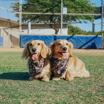 Show full view: Sassy Woof MLB x Peanuts Dog Bandana, San Diego Padres, Medium: 17-in neck slide 6 of 7