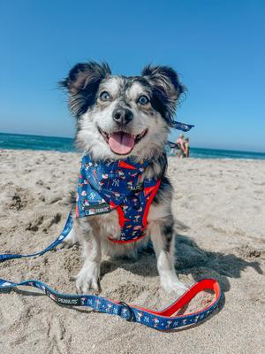 Show full view: Sassy Woof MLB x Peanuts Dog Bandana, New York Yankees, Small: 13-in neck slide 6 of 7