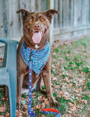 Show full view: Sassy Woof MLB x Peanuts Dog Bandana, Chicago Cubs, Small: 13-in neck slide 6 of 7