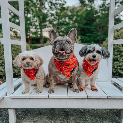 Show full view: Sassy Woof MLB x Peanuts Dog Bandana, Baltimore Orioles, Medium: 17-in neck slide 6 of 7