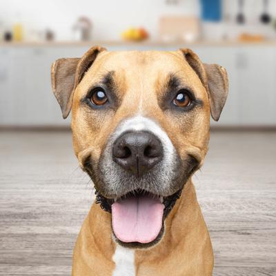 Show full view: Gravy Train Beefy Classic Dry Dog Food, 35-lb bag slide 5 of 11