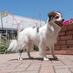 Balto Pull Hyperflexion Phalanges Dog Brace, XX-Small slide 2 of 8