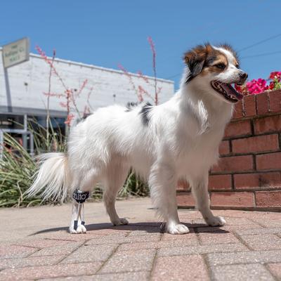 Show full view: Balto Pull Hyperflexion Phalanges Dog Brace, XX-Small slide 9 of 9