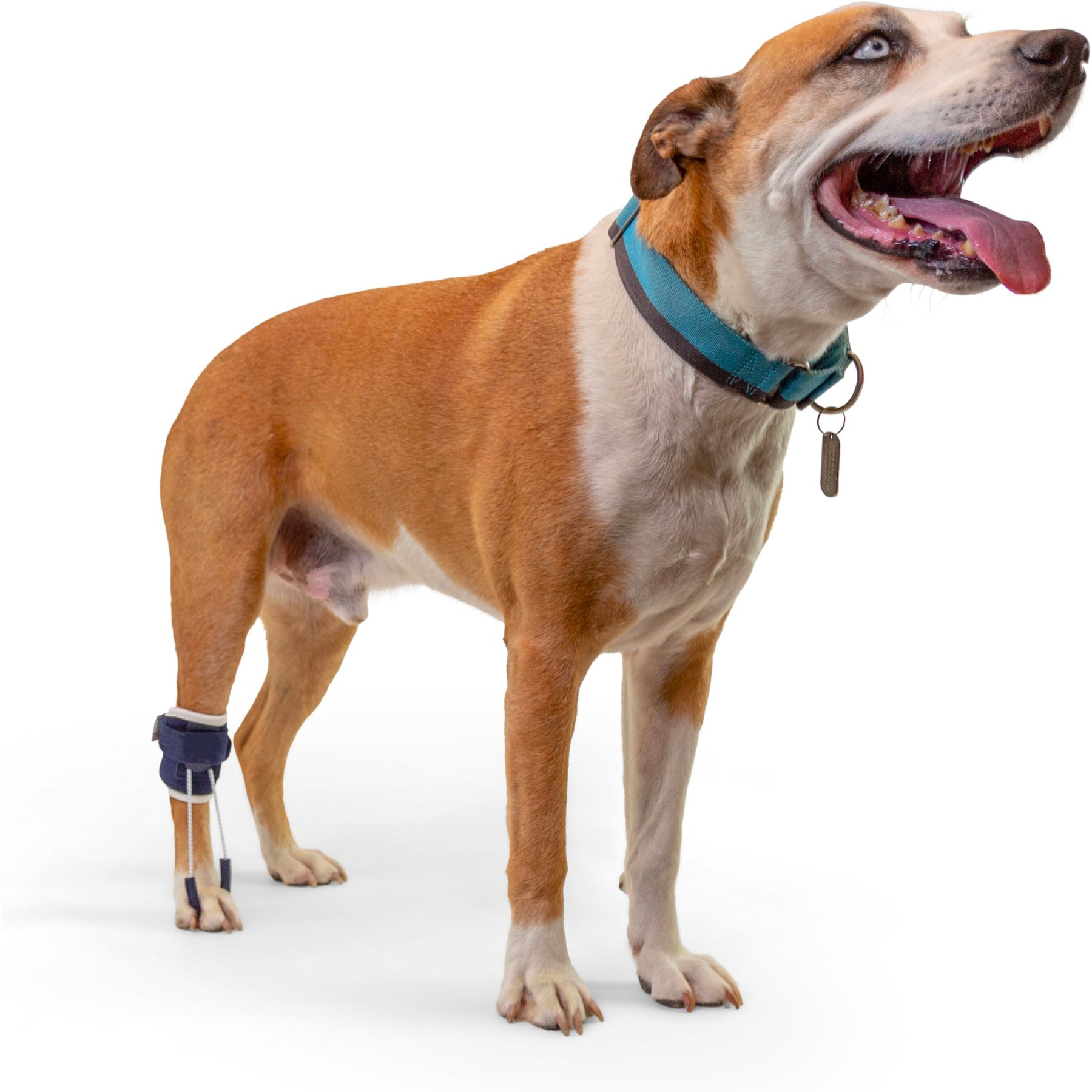 Balto Pull Hyperflexion Phalanges Dog Brace, X-Small