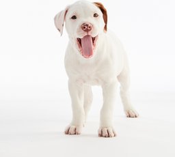 Pitt bull excited for puppy foods.