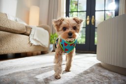 Yorkshire terrier excited for puppy foods.