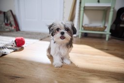 Shih tzu excited for puppy foods.