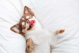 Chihuahua excited for puppy foods.