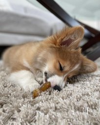 Corgi excited for puppy foods.