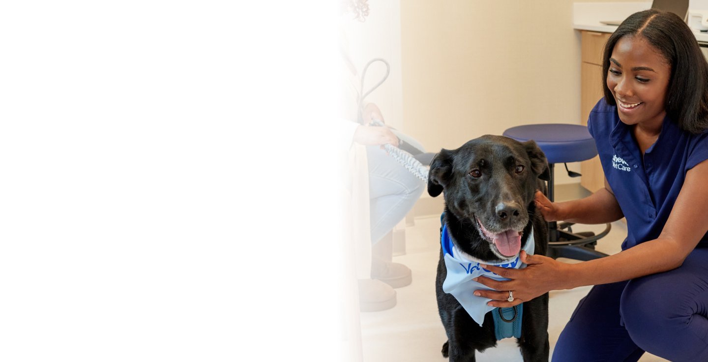 A veterinary professional playing with a dog