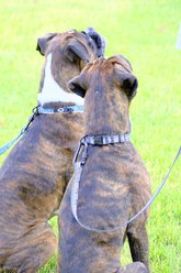 Euro-Dog Outdoor Style Nylon Harness & Leash Set, Cactus Cream, Small: 16 to 20-in chest slide 2 of 3