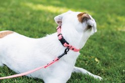 Euro-Dog Waterproof Style Dog Collar & Leash Set, Coral Reef, Medium: 12 to 17-in neck, 3/4-in wide slide 2 of 4