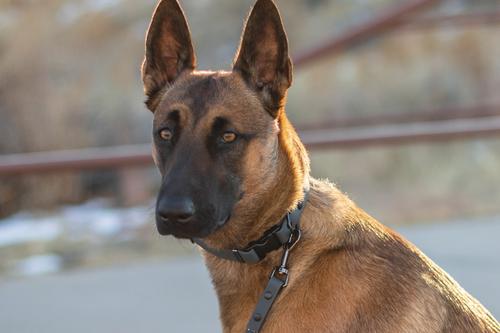 Show full view: Euro-Dog Waterproof Style Dog Collar & Leash Set, Charcoal, Small: 11 to 16-in neck, 5/8-in wide slide 5 of 8