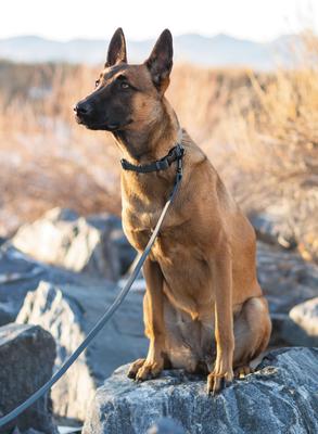 Show full view: Euro-Dog Waterproof Style Dog Collar & Leash Set, Charcoal, Small: 11 to 16-in neck, 5/8-in wide slide 4 of 8