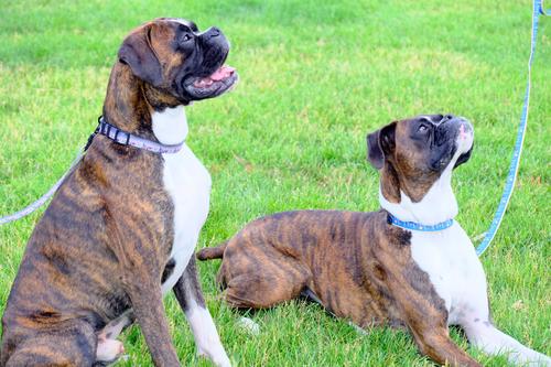 Show full view: Euro-Dog Outdoor Style Nylon Dog Collar & Leash Set, Cactus Cream, Small: 11 to 16-in neck, 5/8-in wide slide 4 of 6