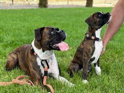 Euro-Dog Adventure Style Mountain Climbing Rope Dog Collar & Leash Set, Mountain Sunrise, Small: 11 to 16-in neck, 5/8-in wide slide 2 of 5