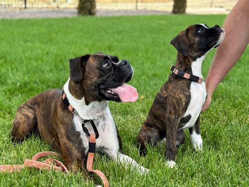 Show full view: Euro-Dog Adventure Style Mountain Climbing Rope Dog Collar & Leash Set, Mountain Sunrise, Medium: 12 to 17-in neck, 3/4-in wide slide 3 of 6