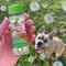 Show in main carousel: Bubble Lick Watermelon Flavored Bubbles Dog Toy, 2.5-fl oz bottle slide 5 of 6