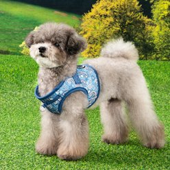 Puppia Cynthia Vest B Step-In No-Pull Dog Harness, Blue, Small slide 2 of 4