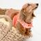 Show in main carousel: Puppia Vivien Step-In No-Pull Dog Harness, Orange, X-Small slide 4 of 5