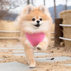 Puppia Dotty Step-In No-Pull Dog Harness, Pink, Medium slide 2 of 4