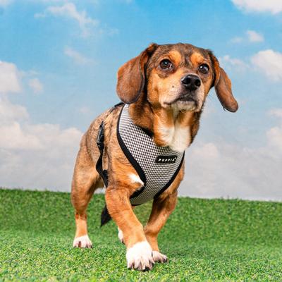 Show full view: Puppia Amatus A Over-The-Head Adjustable No-Pull Dog Harness, Black, Large slide 3 of 5