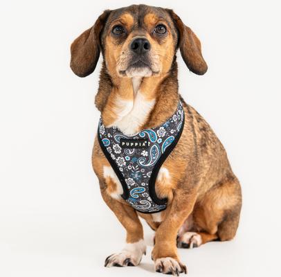 Show full view: Puppia Cynthia A Over-The-Head Adjustable No-Pull Dog Harness, Black, Medium slide 3 of 4