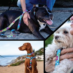 Wolfgang LazyDaisy Polyester Standard Dog Leash, 6-ft long, 1-in wide slide 2 of 6