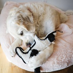 SteelDog USA Ruffian Hoofer Cow Plush Dog Toy slide 2 of 5