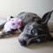 Show in main carousel: SteelDog USA Big Eyed Unicorn Crinkle Plush Dog Toy slide 2 of 5