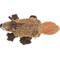 Show in main carousel: SteelDog USA Ropers Beaver Squeaky Plush Dog Toy slide 2 of 6