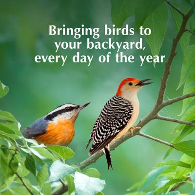 Show full view: C&S High Energy Delight No Melt Suet Dough Wild Bird Food, case of 8 slide 9 of 12