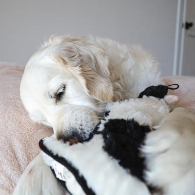 Show full view: SteelDog USA Ruffian Hoofer Cow Plush Dog Toy slide 4 of 5