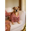 Show in main carousel: Found My Animal Stripe Matching People & Pet Pajama, Candy Stripe, Medium slide 2 of 4
