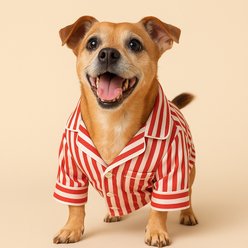 Found My Animal Dog Pajamas, Candy Stripe, Medium slide 2 of 6