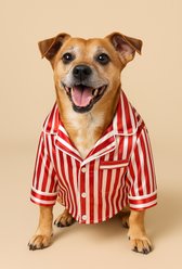 Found My Animal Dog Pajamas, Candy Stripe, XX-Large