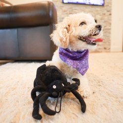 SteelDog USA Creepy Craller Spider Crinkle Plush Dog Toy slide 2 of 7